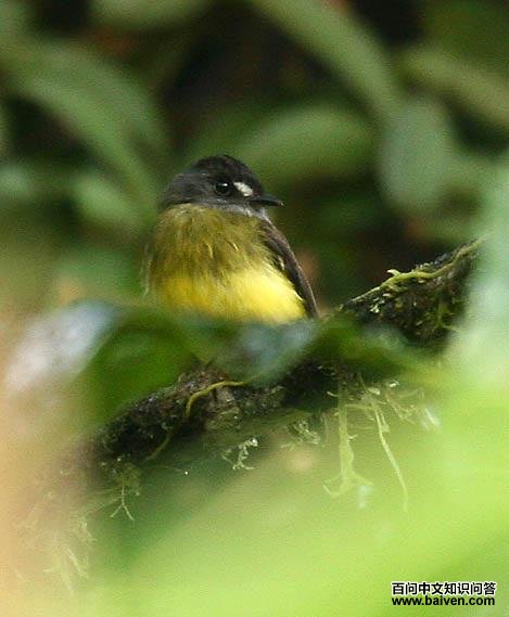 �������l��ͼƬ