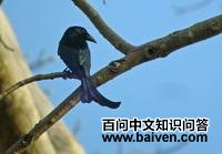 华莱士卷尾 华莱士卷尾的图片