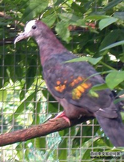 �׶��ظ��ͼƬ