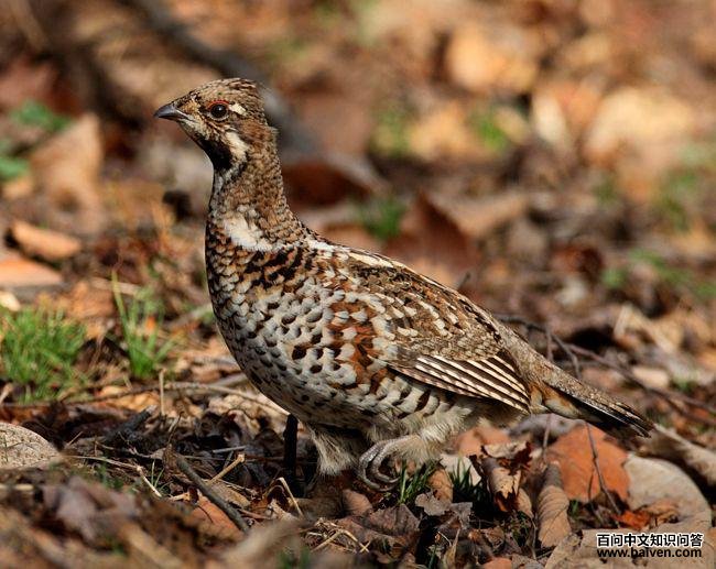 花尾榛鸡 花尾榛鸡的图片