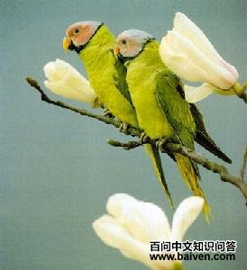 ��ͷ����