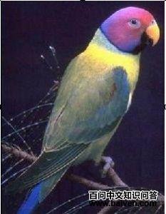 ��ͷ����