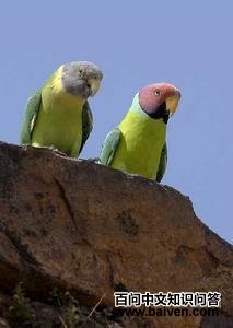 ��ͷ����