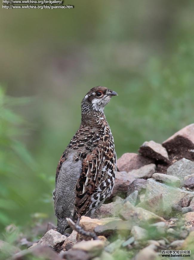 ��β黼�������