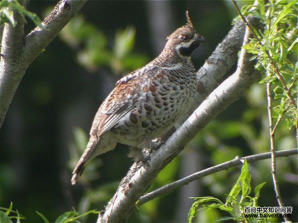 ��β黼�������