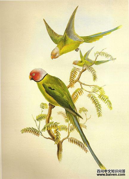 ��ͷ����