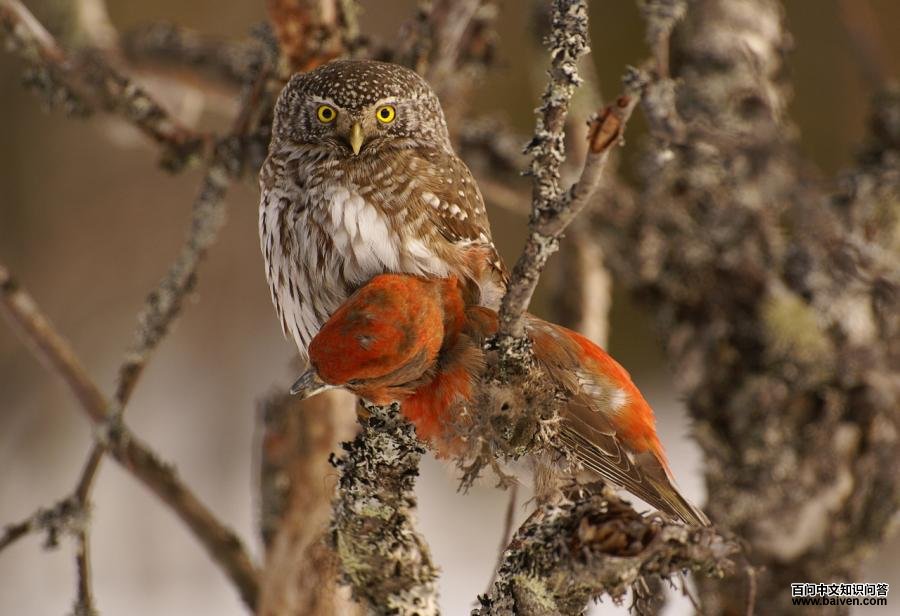 ��ͷ��m��ʳ�н���ȸ