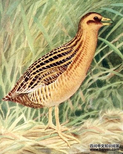 ���Ｆ����ͼƬ