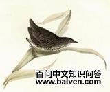 ����Ļ��Ｆ