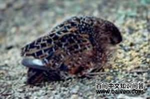 ���Ｆ��ͼƬ