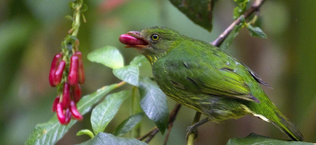 花脸食果伞鸟 花脸食果伞鸟的图片
