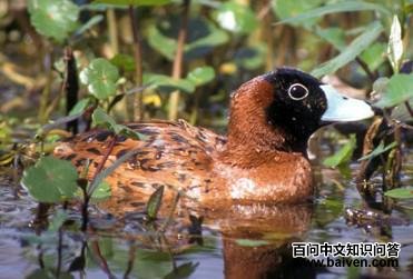 ����ӲβѼ��ͼƬ