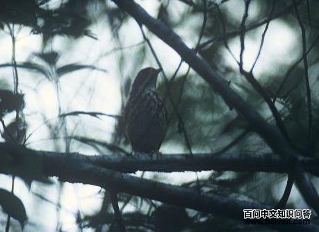 花脸蚁鸫 花脸蚁鸫的图片