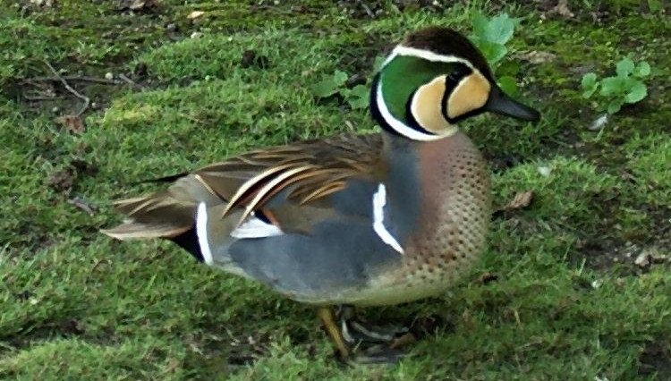 ����Ѽ��ͼƬ