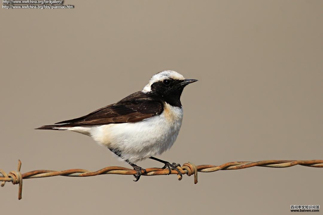 �׶��S��ͼƬ