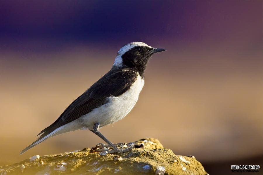 �׶��S������