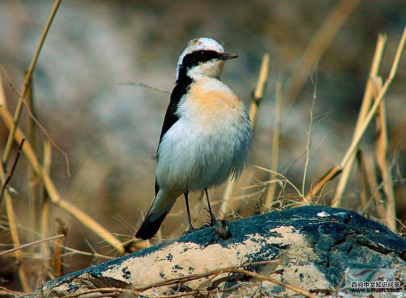 �׶��S�����񣨺������ֺ�����ɫ��