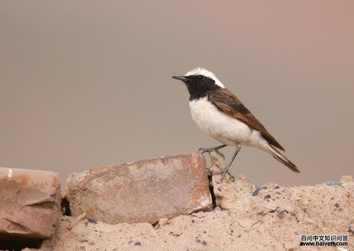 �׶��S������