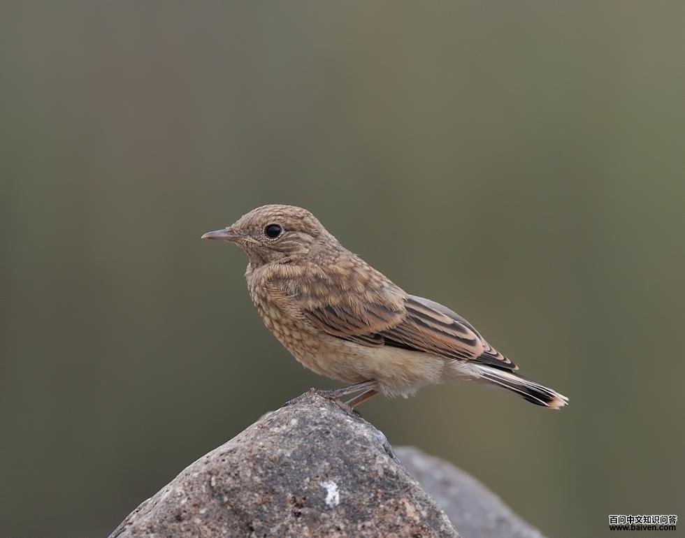 �׶��S������