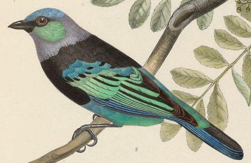 花脸唐加拉雀 花脸唐加拉雀的图片