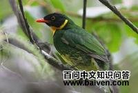 ����ʳ��ɡ��