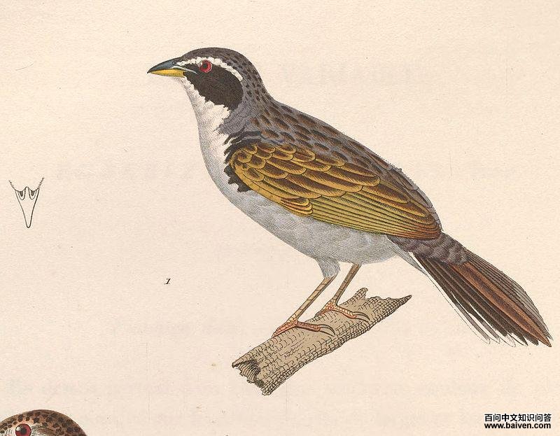 ����ȸ����ͼƬ