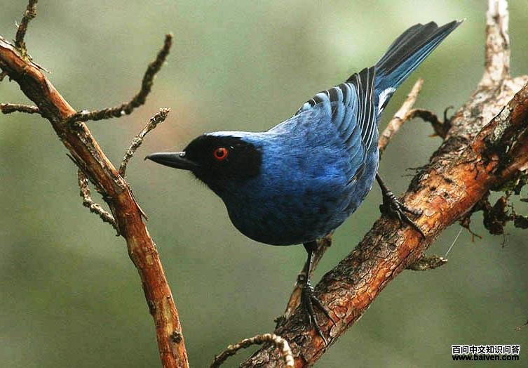 �����̻����ͼƬ