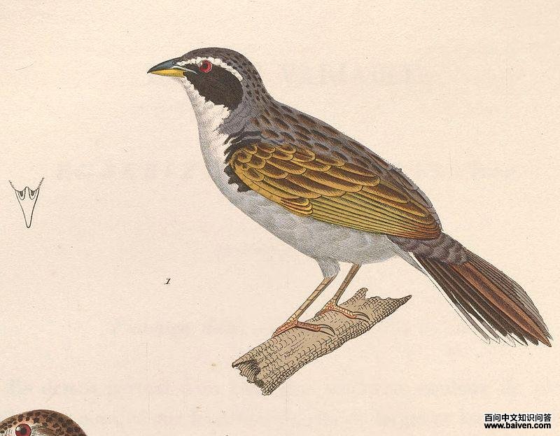 ����ȸ��ͼƬ