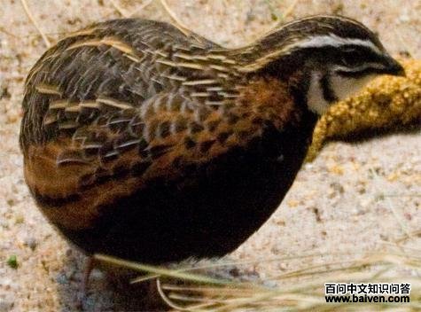 �������ȵ�ͼƬ