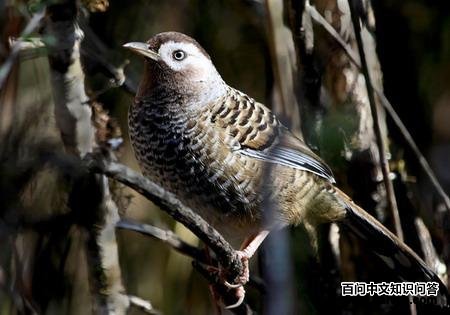 �׵����̵�ͼƬ