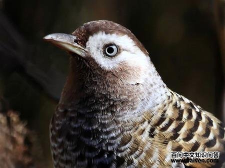 �׵�����