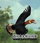 �ɰ����Ϭ��