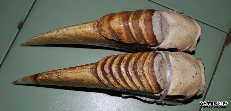 �������Ϭ��