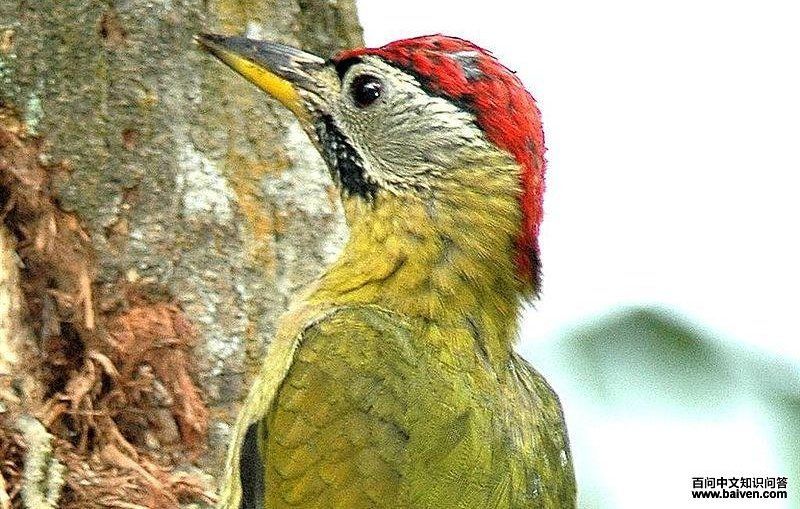 ��������ľ���ͼƬ