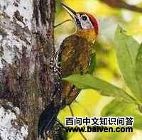 ��������ľ��