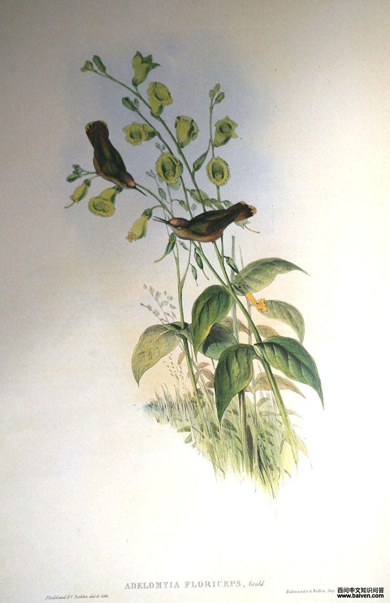 花顶蜂鸟 花顶蜂鸟的图片