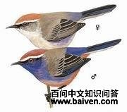 花彩雀莺 花彩雀莺的图片