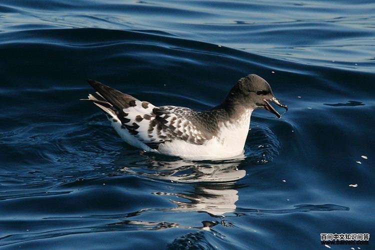 花斑鹱 花斑鹱的图片