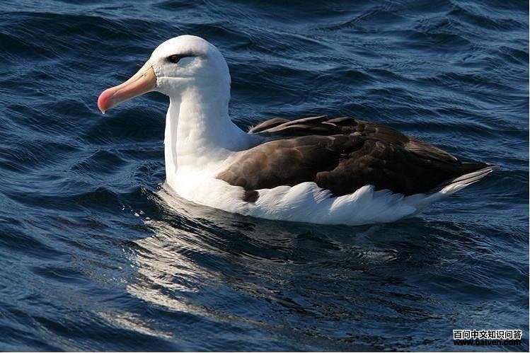 鹱形目 鹱形目的图片