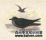 ����Բβ����