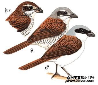 ���Ʋ��ͣ���̬����ͼ