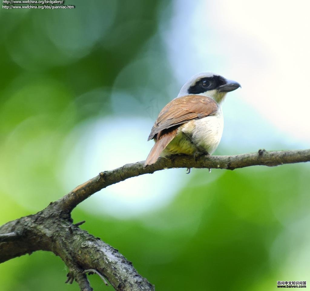 ���Ʋ��ͣ�����