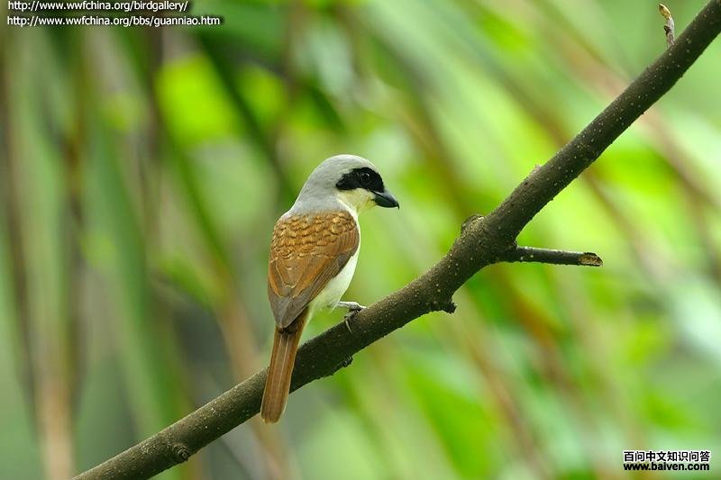 ���Ʋ��ͣ�����