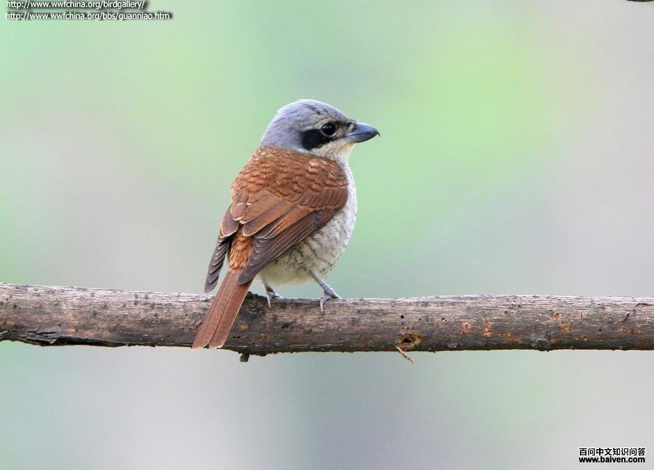 ���Ʋ��ͣ�����