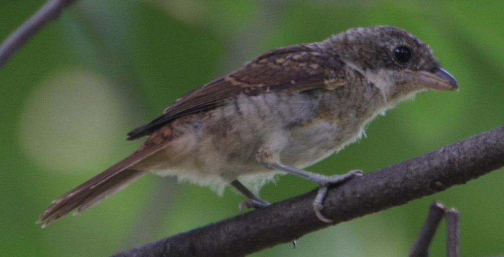 ���Ʋ��ͣ��ǳ���