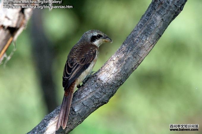 ���Ʋ��ͣ��ǳ���