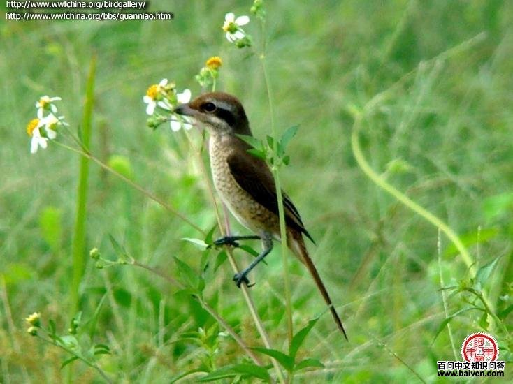 ���Ʋ��ͣ��ǳ���