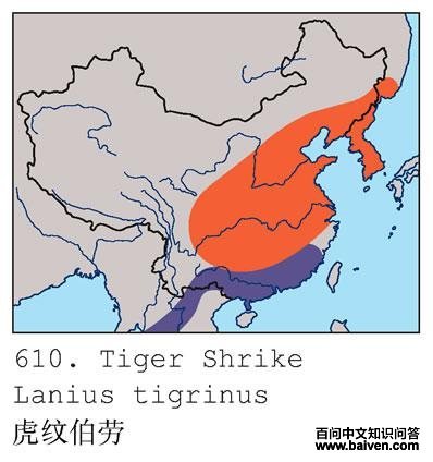 ���Ʋ��ͣ������ֲ�ͼ