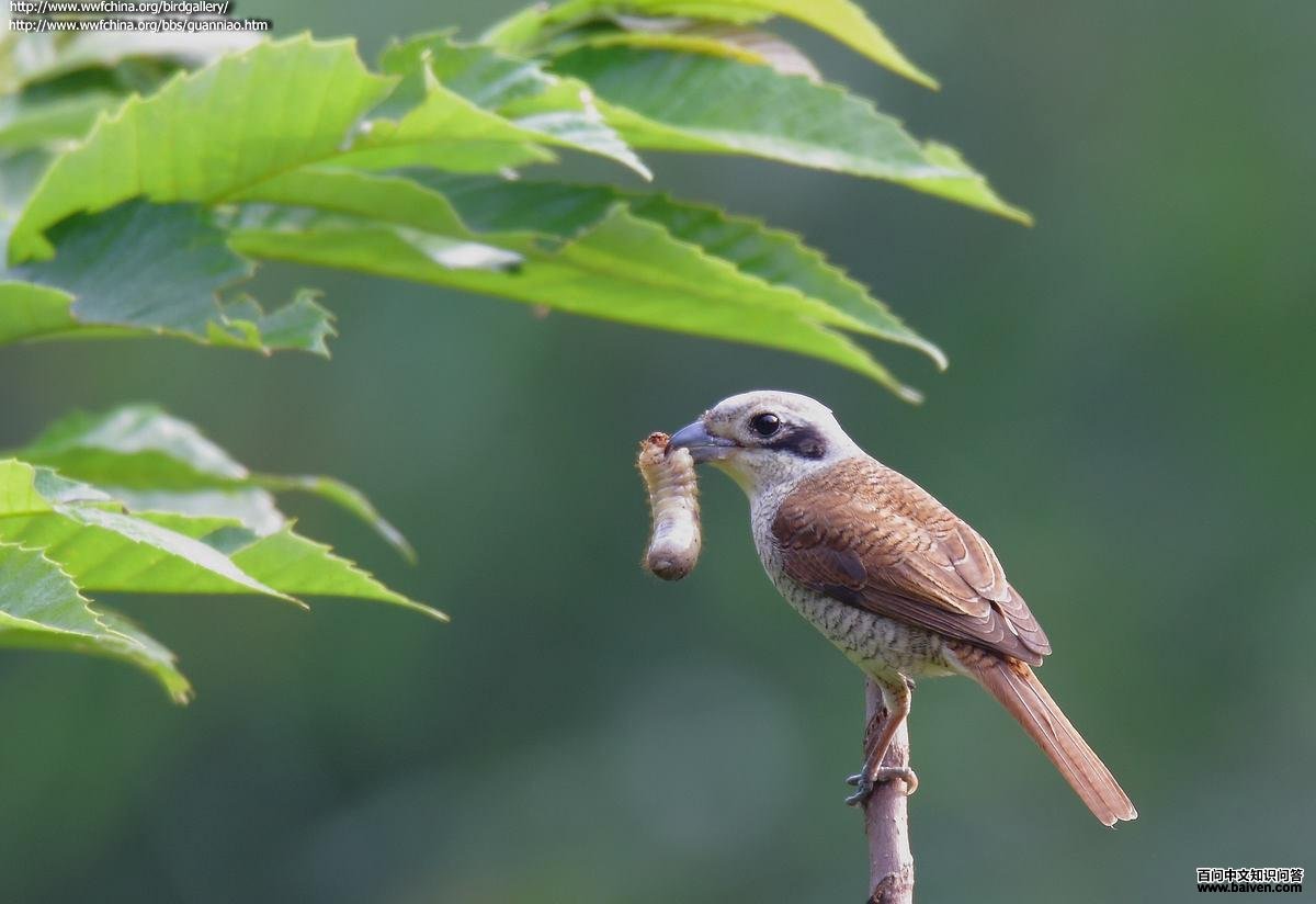 ���Ʋ��ʹ���