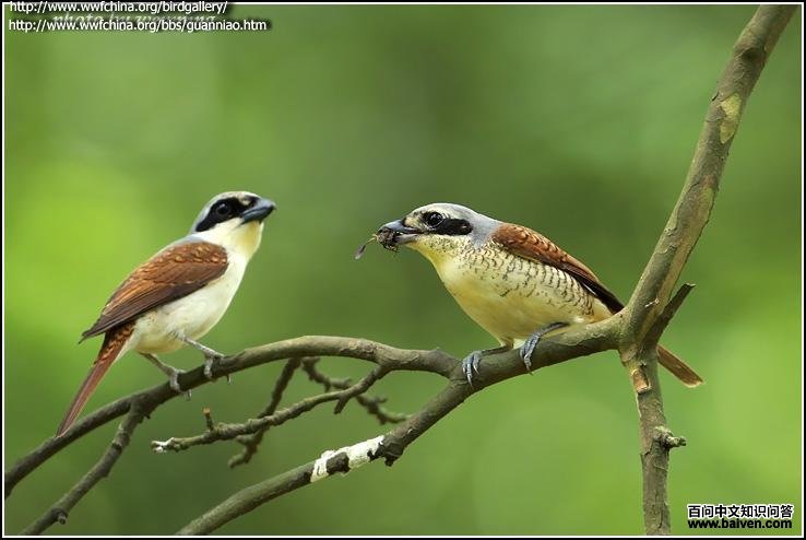 ���Ʋ���һ��